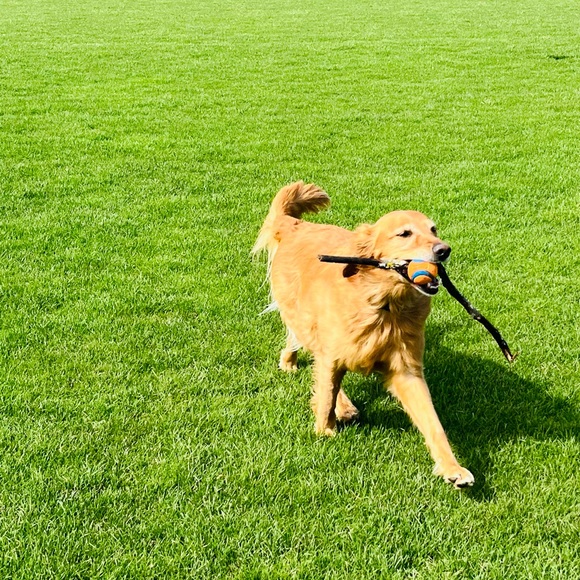 Meet your Posher, Amanda - Picture 5 of 6